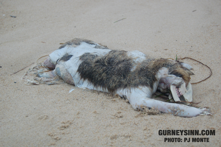 montauk_monster_gurneys_inn_july_tn.jpg