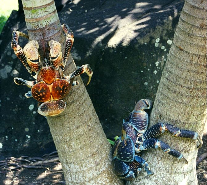 Coconut crab 2.jpg