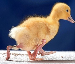 Canard.jpg