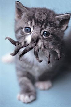 cathulhu.jpg