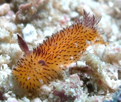 image1.jpg