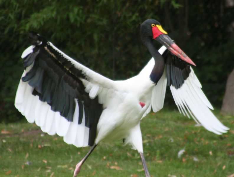 Jabiru du Sngal