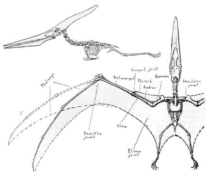 Ptéranodon Ptéranodon